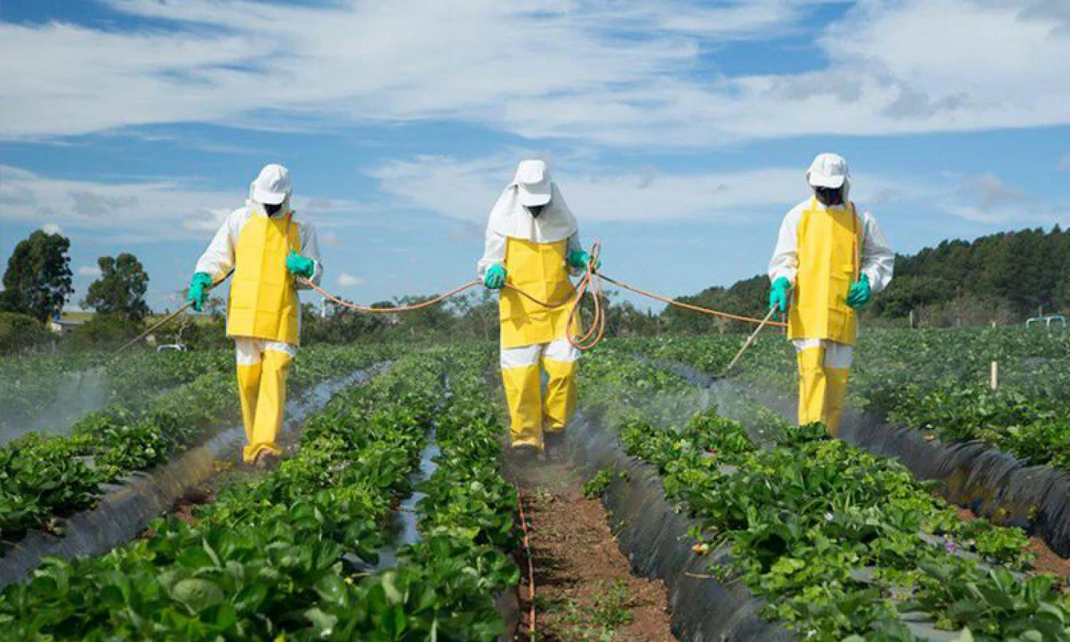 CLORPIRIFOS ETIL y CLORPIRIFOS METIL: Proyecto de resolución de prohibición en Argentina