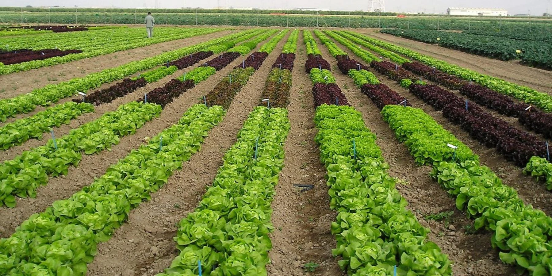 Clorpirifos, actualización de sus prohibiciones