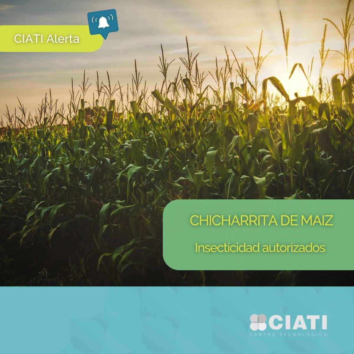 Autorización de tres insecticidas para el control de la chicharrita del maíz