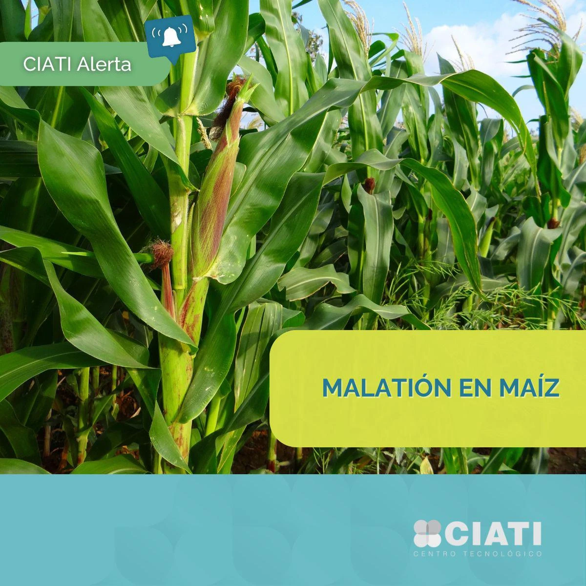 Recomendación de no utilizar malatión en maíz
