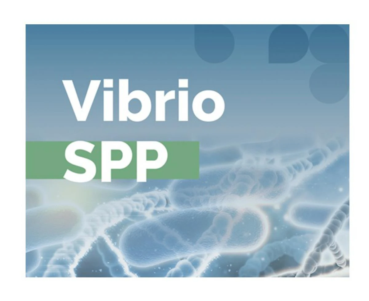 Nuevo servicio disponible: Detección de Vibrio spp potencialmente enteropatógeno