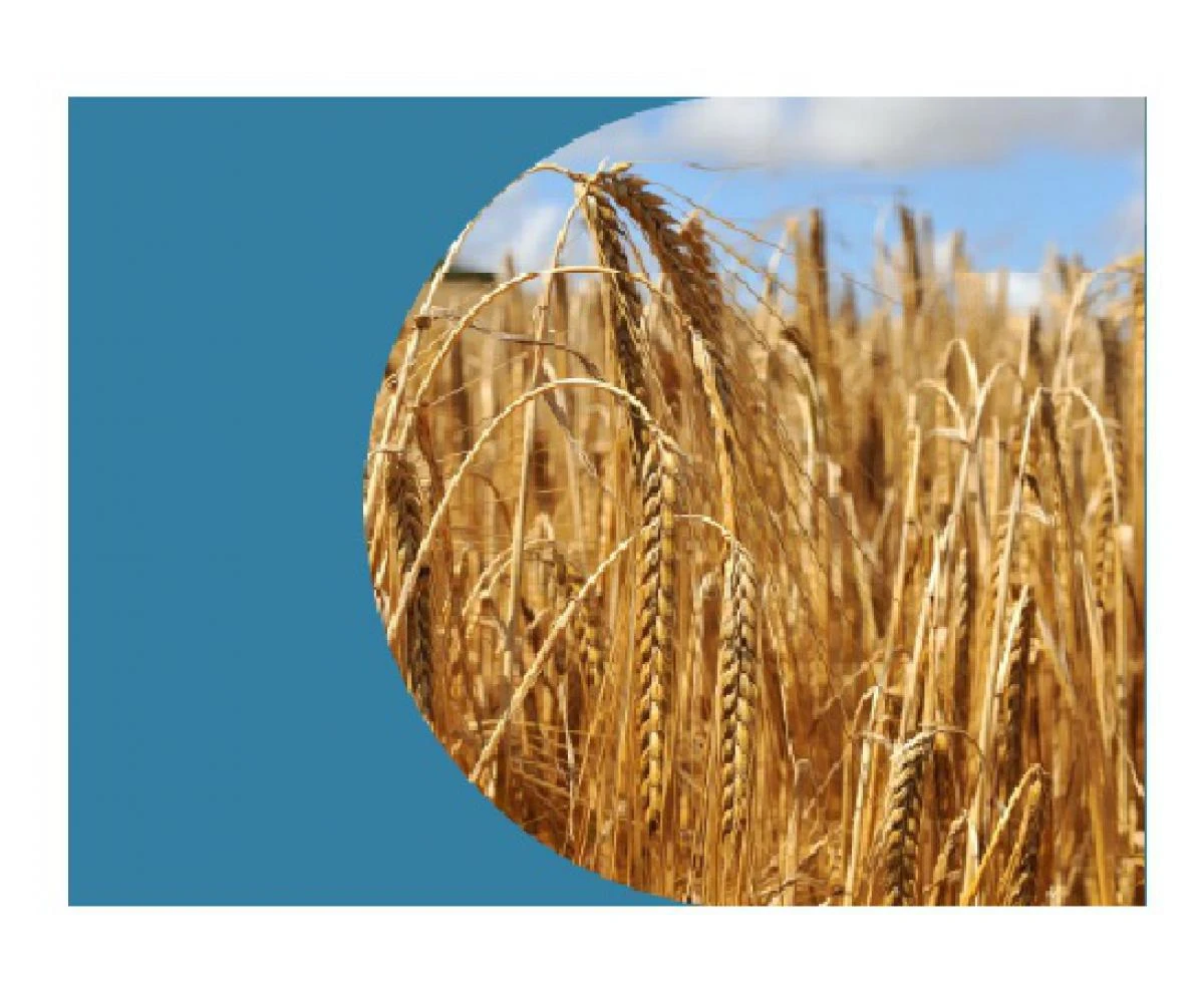Perspectiva regulatoria del gluten: Armonización entre la Unión Europea, Codex Alimentarius y la normativa Argentina.