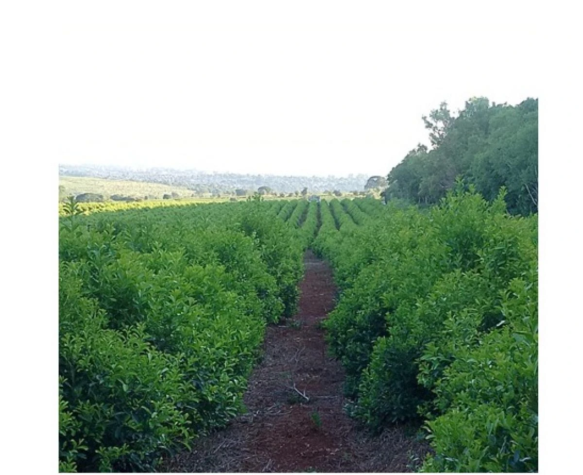 Comienza la zafra de yerba mate, un cultivo regional que se expande al mundo